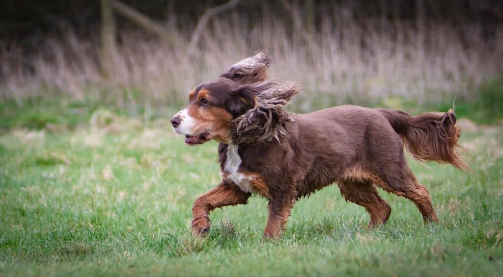 A Cocker spaniel running.