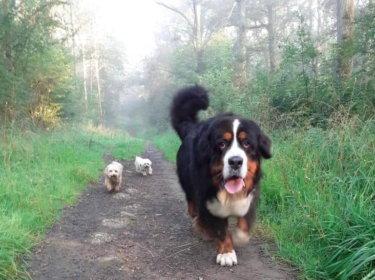A large and two small dogs walking together on a path in the woods.