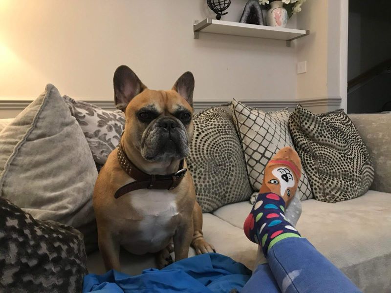 A french bulldog sitting on a sofa.