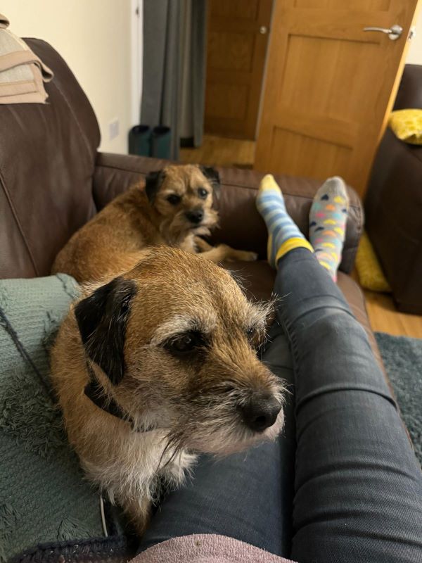 Sarah and three small dogs sitting on a sofa.