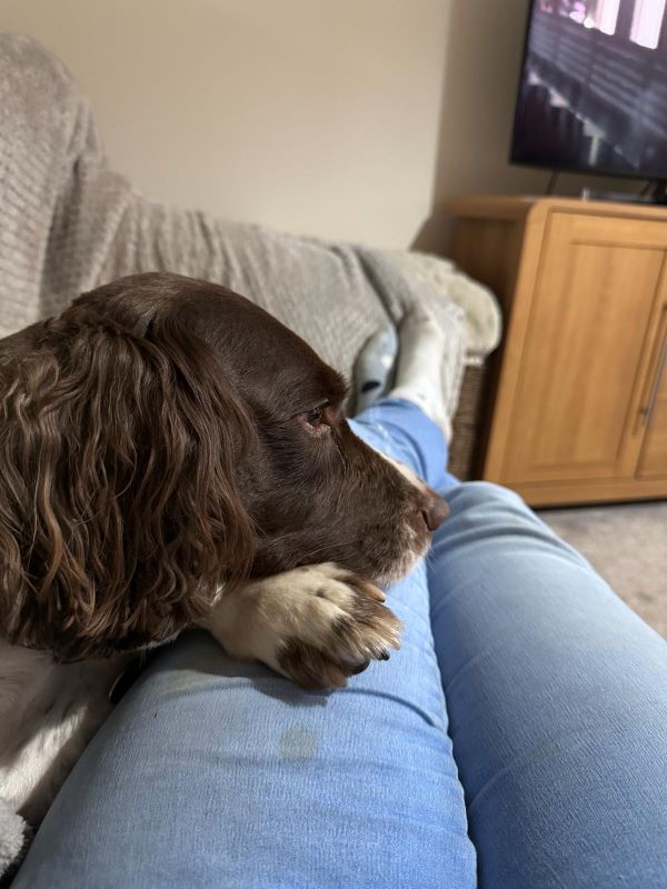 Sarah and a spaniel on a sofa. The spaniel is resting its head on Sarahs leg.